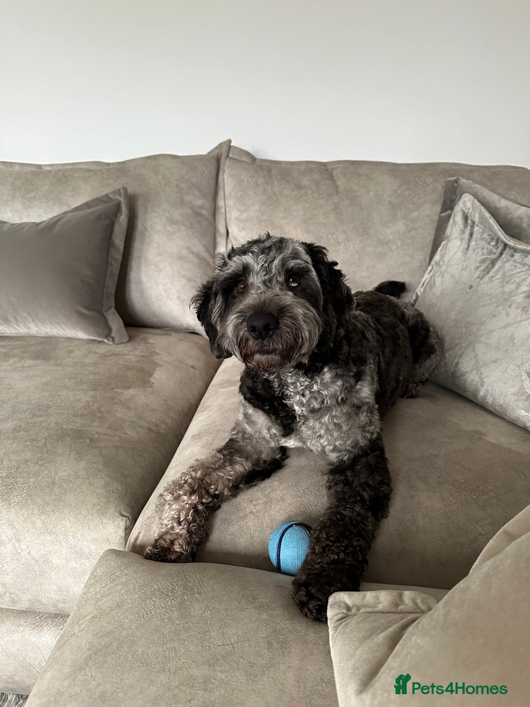 Cockapoo dogs for stud: Merle F1 Cockapoo (Proven) for stud in Penrith - Advert 5