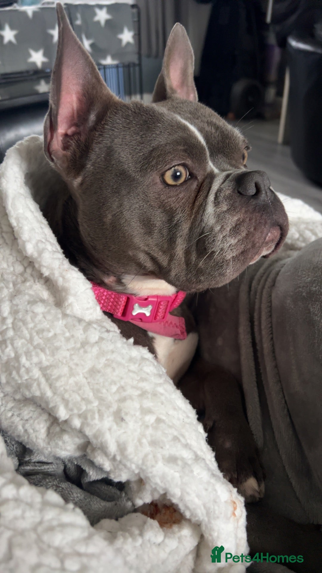 Mixed Breed dogs DARLA  - Advert 1