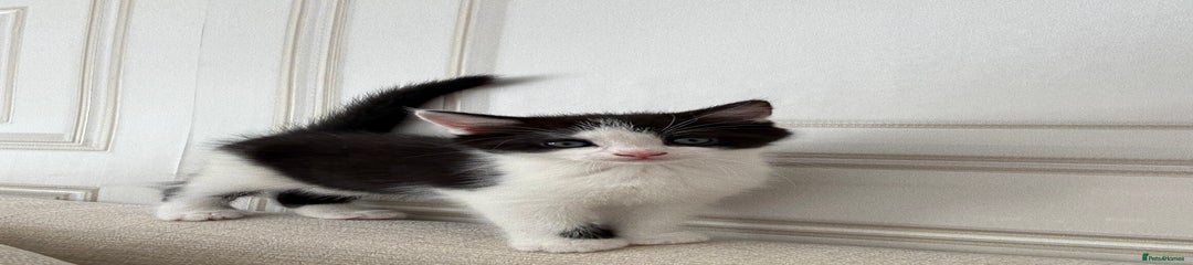 Mixed Breed Kitten 3