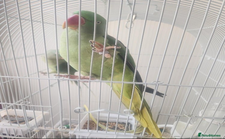 Parrots birds - Advert 6