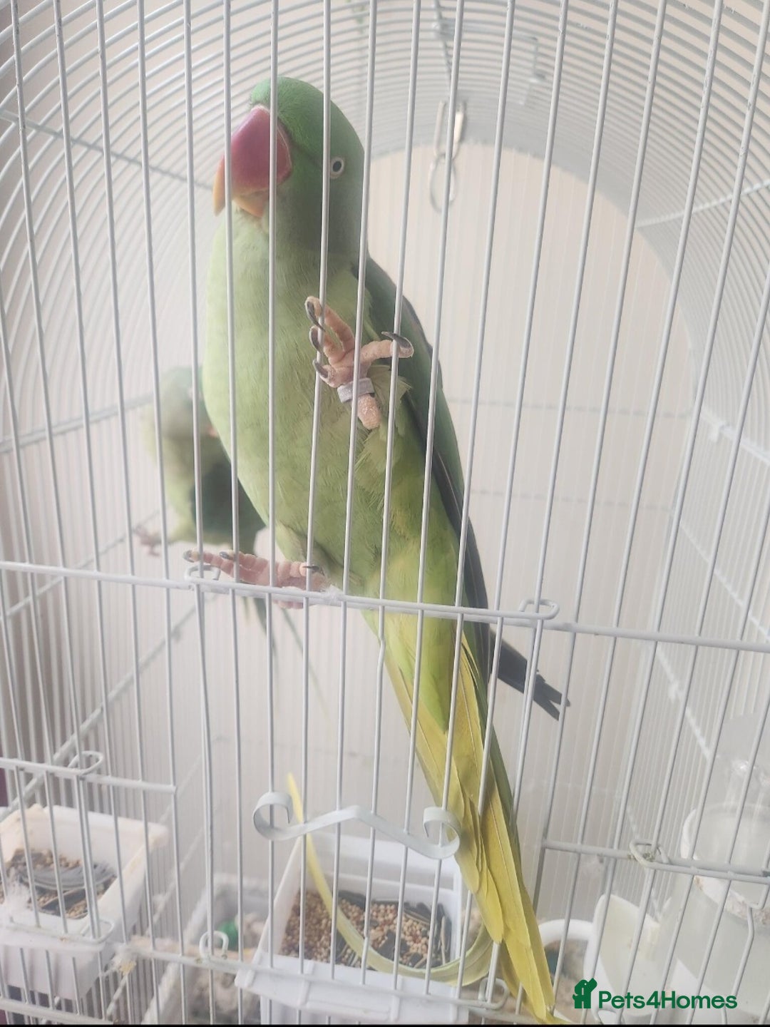 Parrots birds for sale: Talking Alexander parrot - Image 1