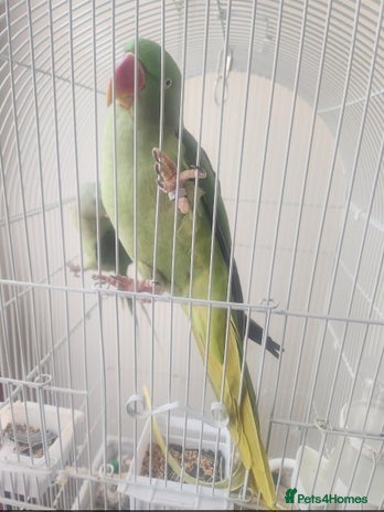Parrots birds - Advert 9