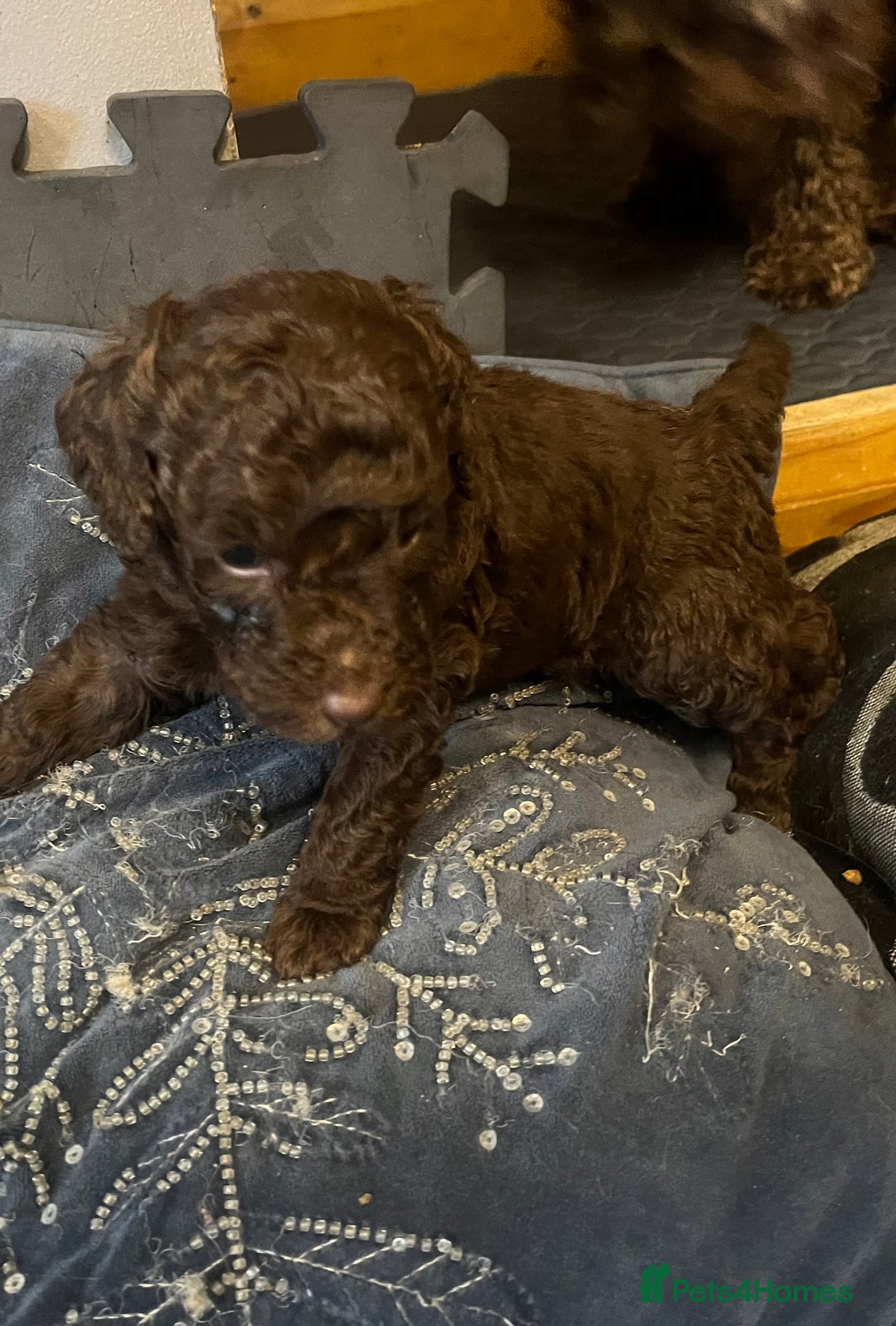 Labradoodle dogs for sale: 🐾Stunning Mini Labradoodle F1b Pups DNA Check🐾  - Image 18
