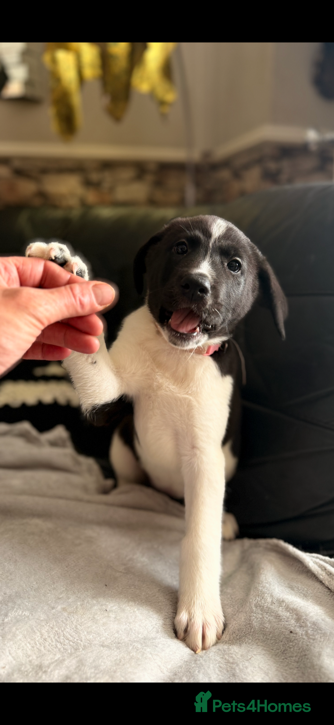 Mixed Breed dogs for sale: Labrakita - Image 4