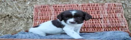 English Springer Spaniel dogs for sale: 1 boy left. Heath Tested Springer Spaniel Pups - Advert 23