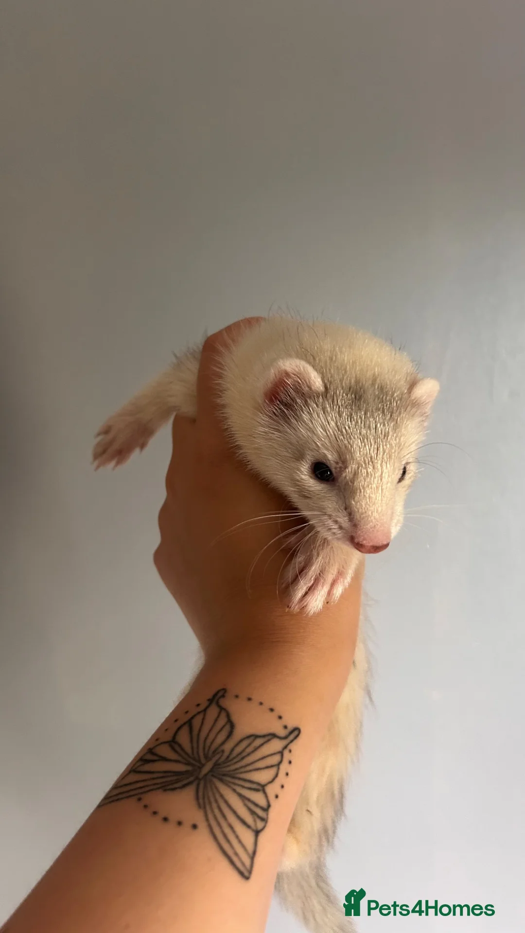 Ferret rodents for sale: Ferret kits for sale - Advert 12