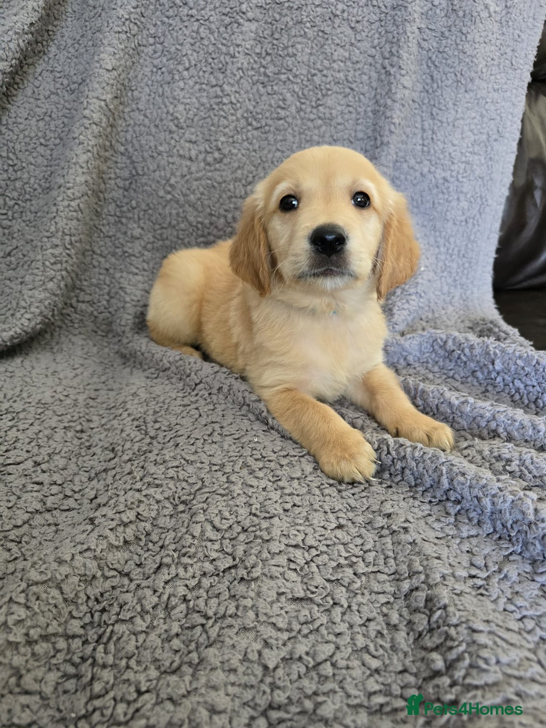 Golden Retriever dogs for sale: Kc Golden Retriever puppies for sale  - Image 6