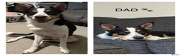 Border Collie dogs for sale: GORGEOUS BORDER COLLIE PUPPIES - Advert 13