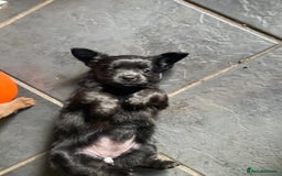 Jackapoo dogs for sale: Beautiful jackapoo pups ready for new homes - Advert 5