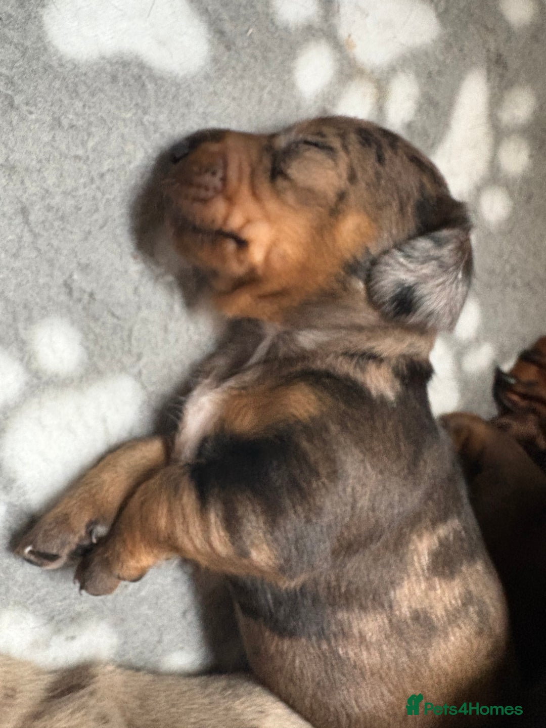 Miniature Dachshund dogs for sale: Miniature dachshunds smooth hair puppy’s  - Image 10
