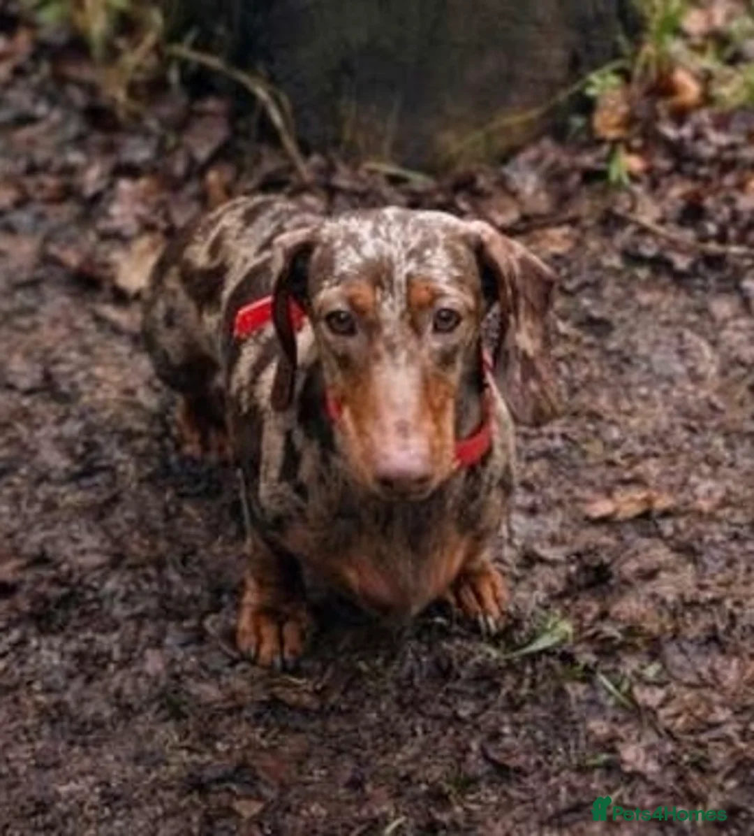 Miniature Dachshund dogs for sale: Miniature dachshund Female  - Advert 2