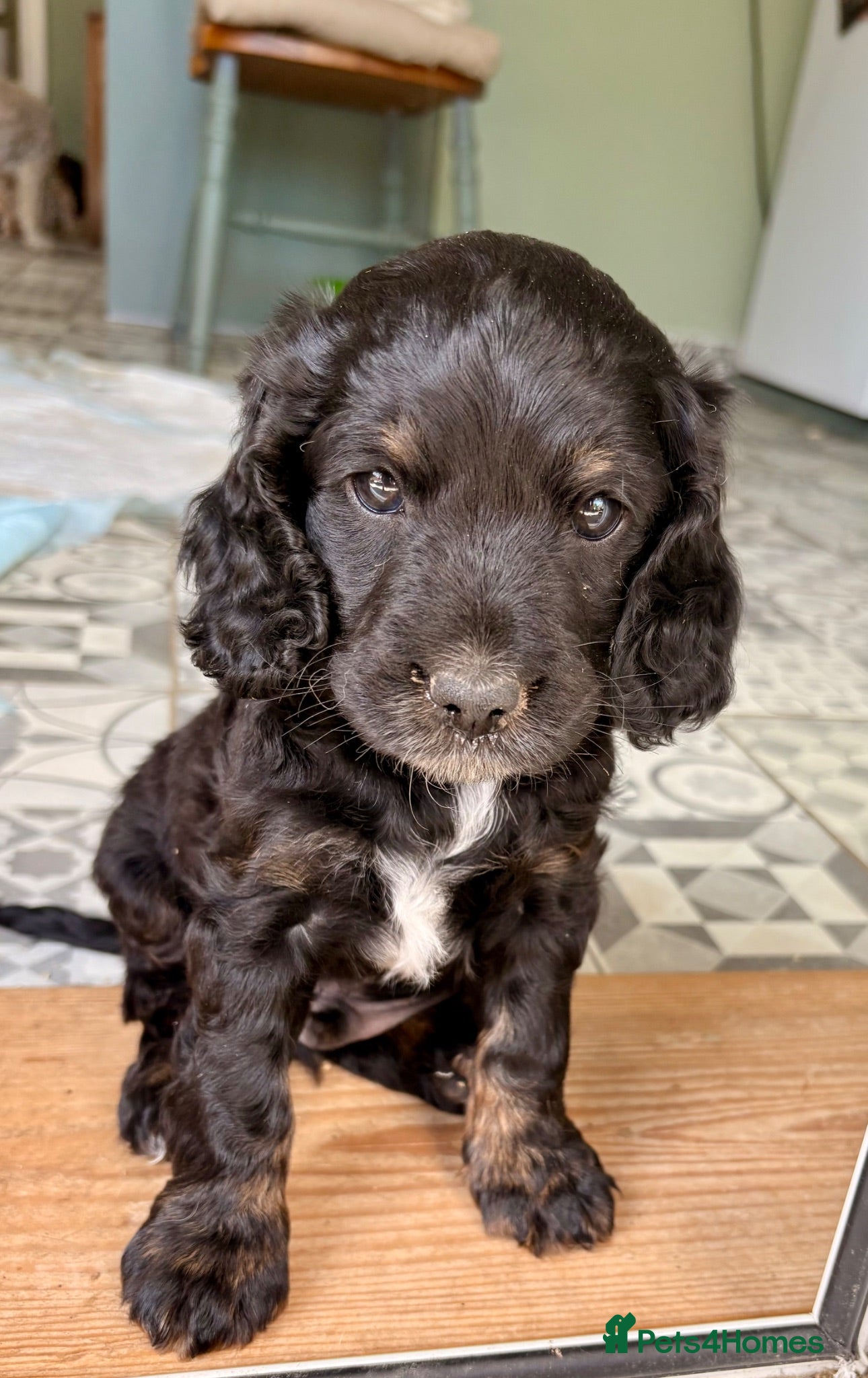 Cockapoo dogs Black and Tan Cockapoo puppies  - Advert 1