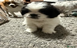 Mixed Breed dogs for sale: 6 beautiful Shih Tzu/Pomerianian puppies !  - Advert 28