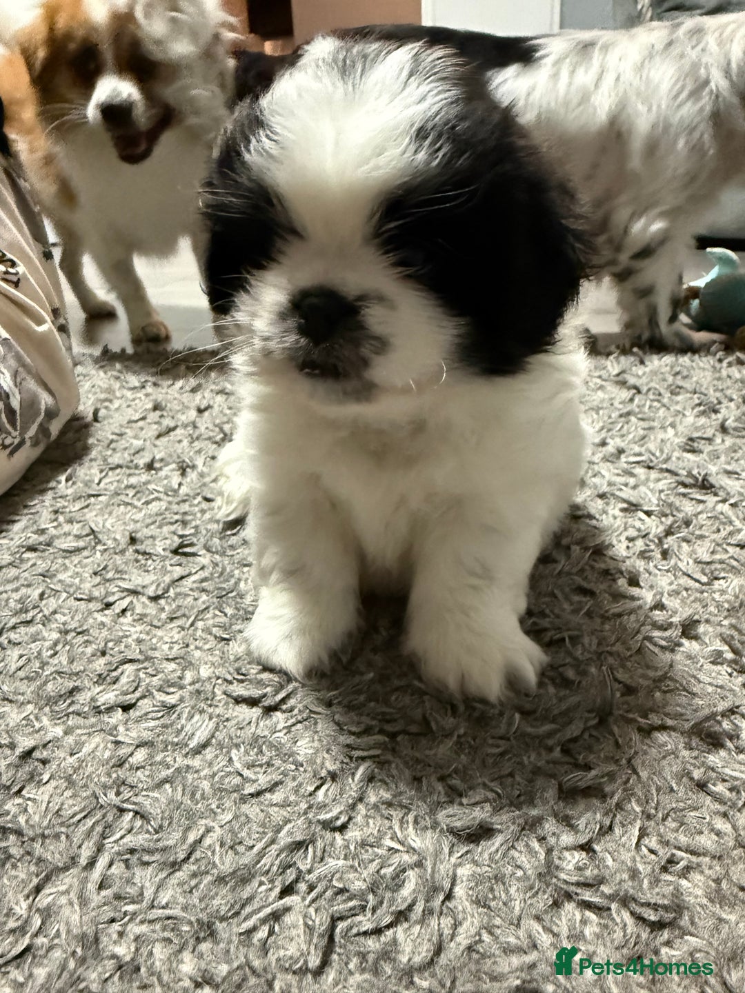 Mixed Breed dogs for sale: 6 beautiful Shih Tzu/Pomerianian puppies !  - Advert 28
