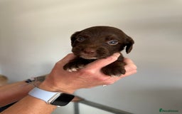Cocker Spaniel dogs for sale: Working Cocker spaniel puppies  - Image 28