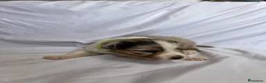 Australian Shepherd 2