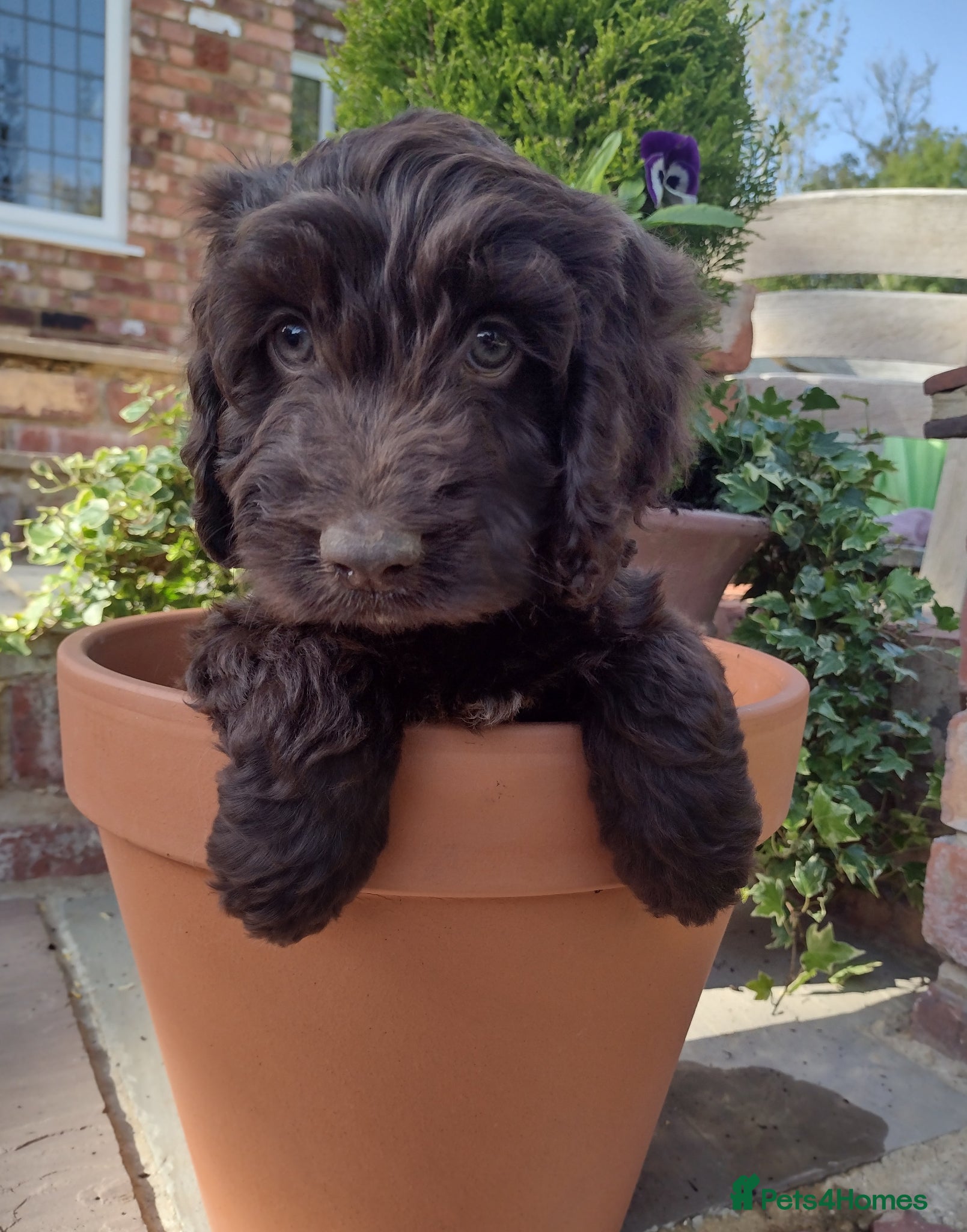 Cockapoo dogs DNA HEALTH PROFILED COCKERPOOS - Advert 1
