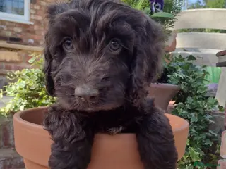 Cockapoo dogs DNA HEALTH PROFILED COCKERPOOS - Advert 1