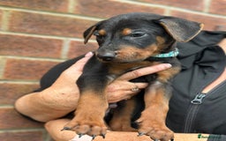 Mixed Breed dogs for sale: Chinese Red Dogs - Image 30