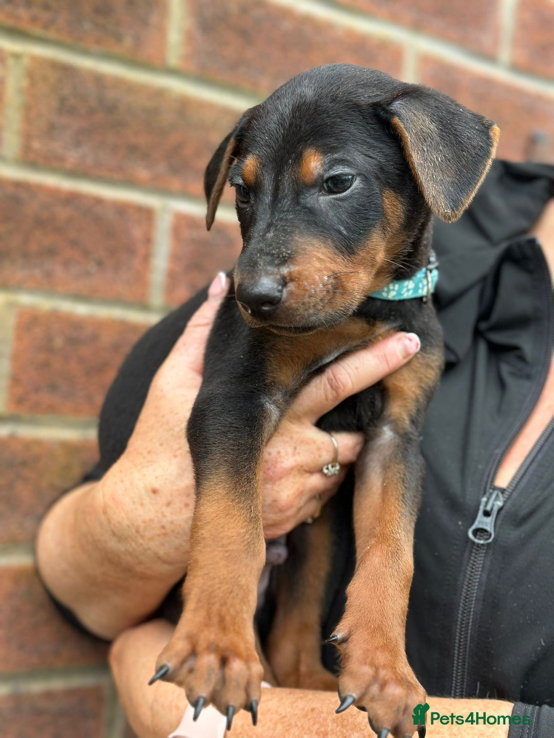 Mixed Breed dogs for sale: Chinese Red Dogs - Image 30
