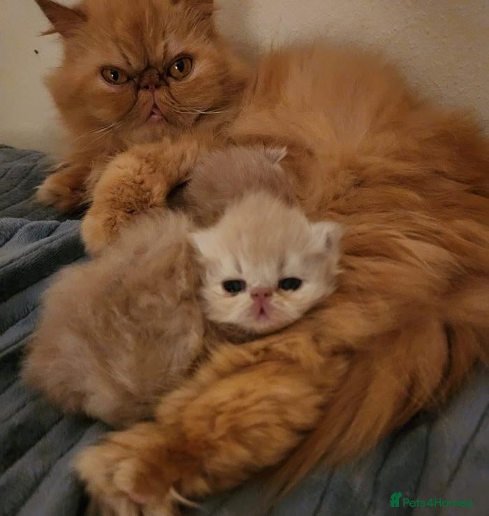 Persian cats Little Clouds of Softness–Persian Kittens for Sale - Advert 1