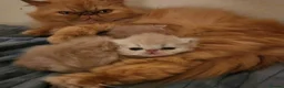 Persian cats for sale: Little Clouds of Softness–Persian Kittens for Sale in Norwich - Advert 1