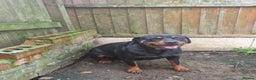 Rottweiler dogs for sale: Kc rottweiler female - Advert 2