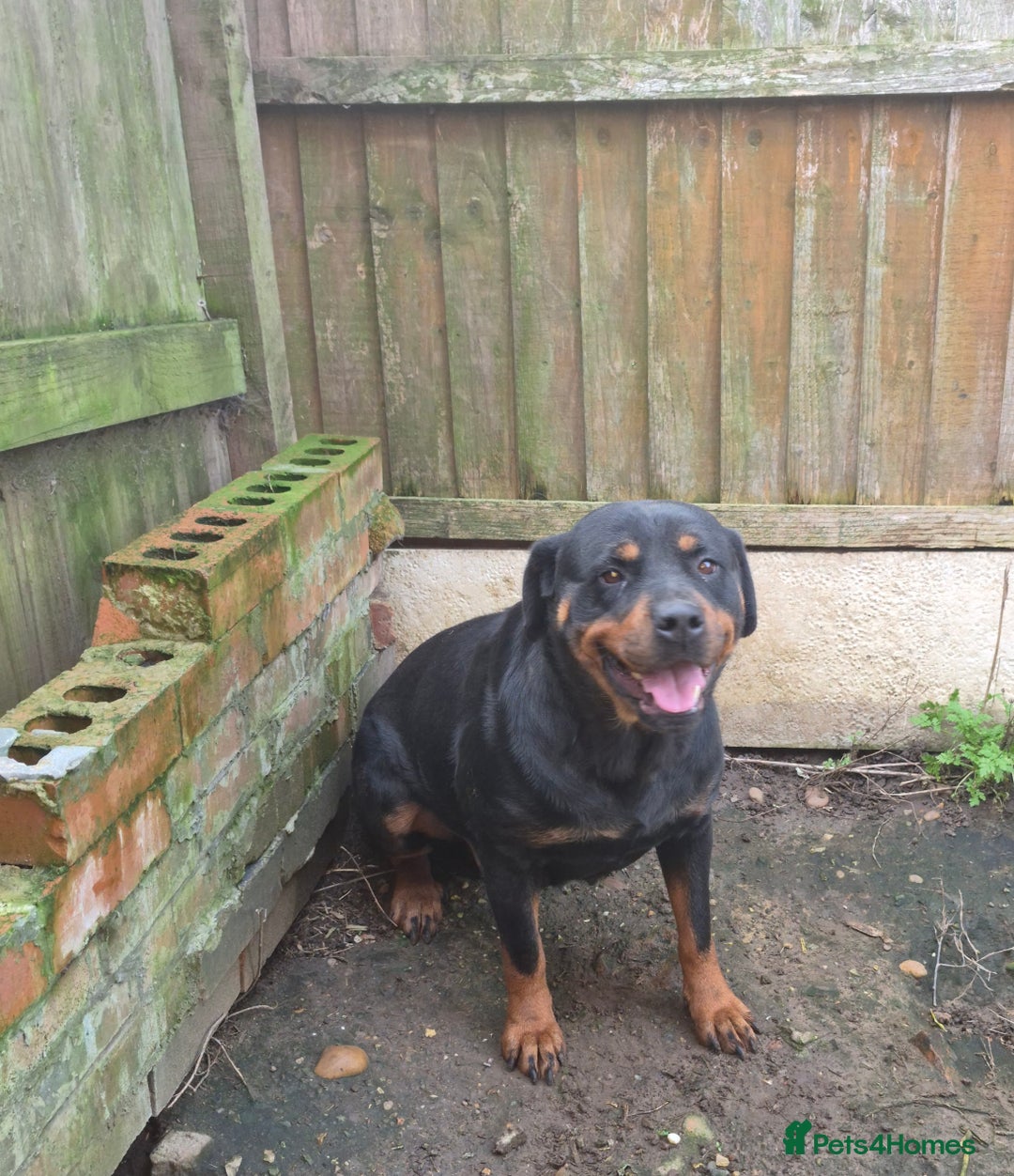 Rottweiler dogs for sale: Kc rottweiler female - Advert 2