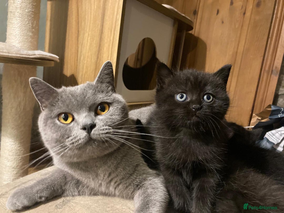 British Shorthair cats for sale: ⭐️Ready 8th Dec⭐️1 left.British Shorthair X Cross - Advert 10