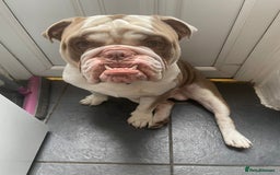 English Bulldog dogs for sale: Bronson - Image 1