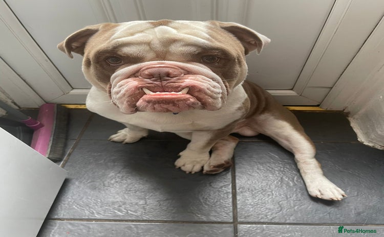 English Bulldog dogs - Advert 2