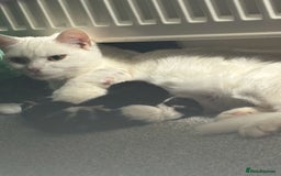 Domestic Shorthair cats for sale: 4 beautiful kittens   - Image 9