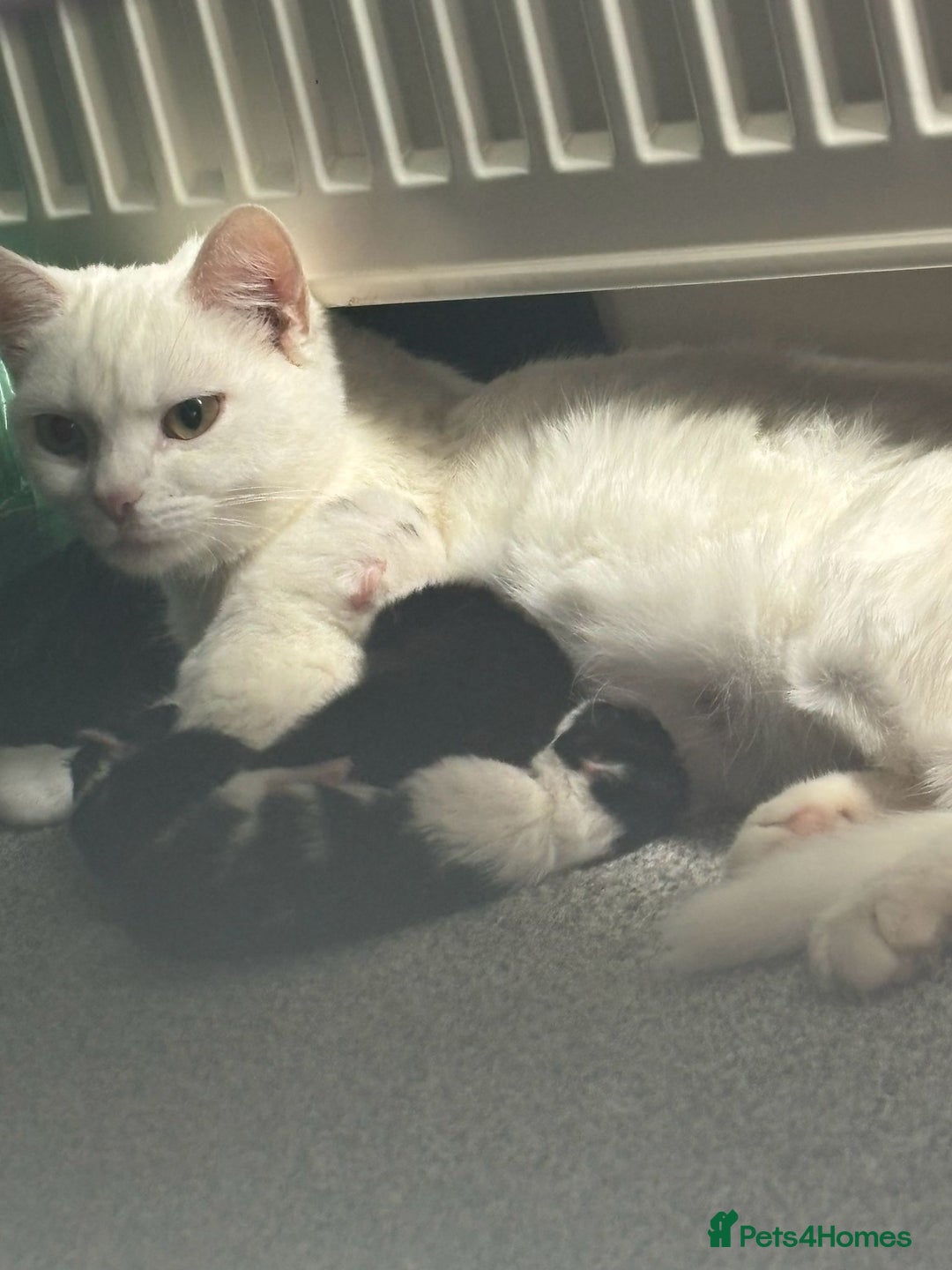Domestic Shorthair cats for sale: 4 beautiful kittens   - Image 9