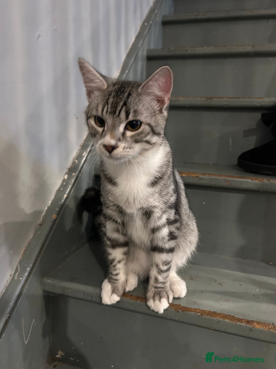 Bengal cats for sale: 5 month old male bengal - Advert 6