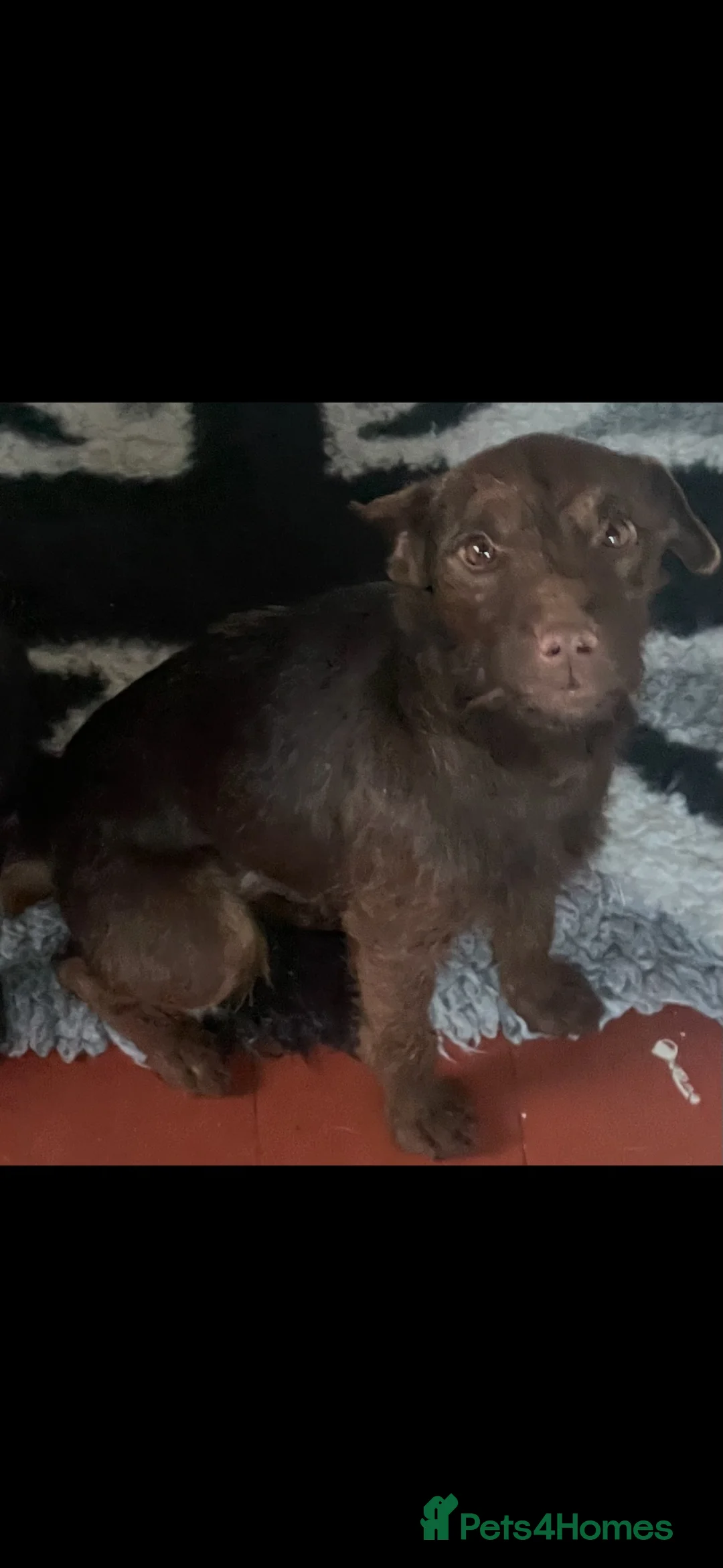 Patterjack dogs for sale: Patterdale x jack russell  (patter-jack) - Advert 2
