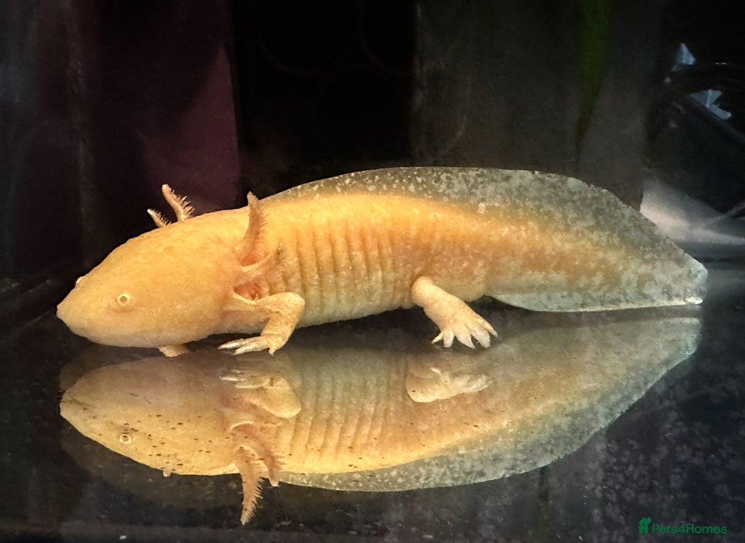 Axolotl reptiles for sale: 2 Beautiful Axolotl Boys Leucistic & Golden Albino - Image 7