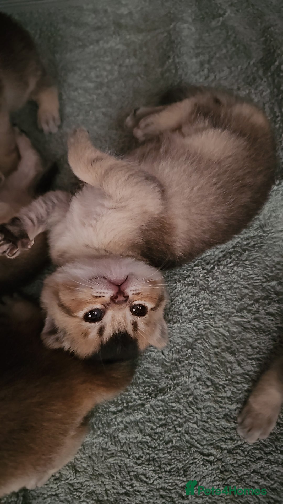 British Shorthair cats for sale: Golden British shorthairs  - Image 17