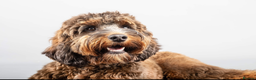 Cockapoo dogs for stud: Experienced & Dna tested F1 Sable Cockapoo Stud in Cannock - Advert 6