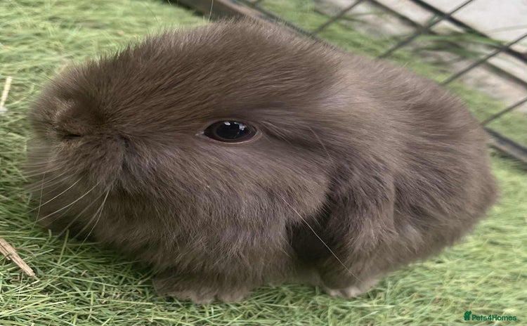 Mini Lop rabbits - Advert 8