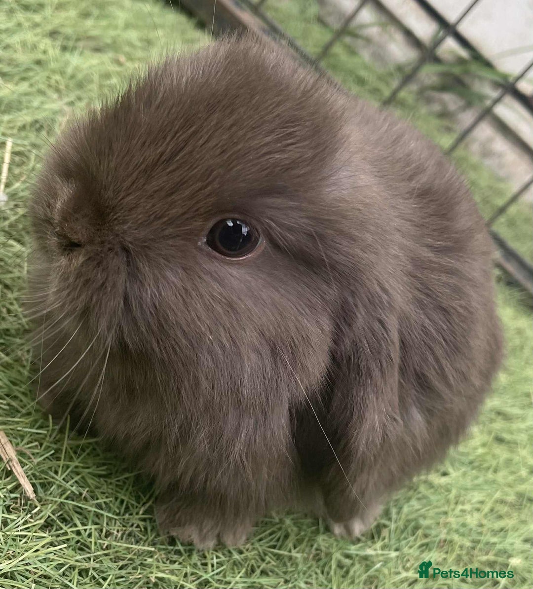 Mini Lop rabbits for sale: Mini lops for reserve  - Image 10