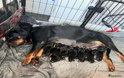 Rottweiler dogs for sale: Rottweiler Puppies - Image 1