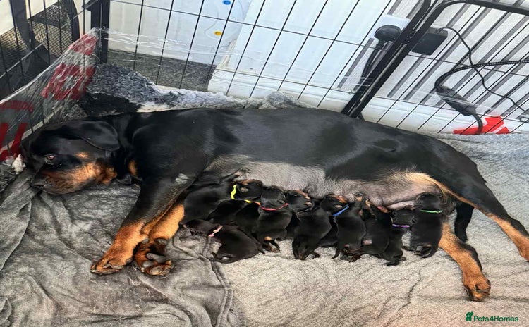 Rottweiler dogs - Advert 16