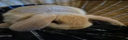 Mini Lion Lop rabbits for sale: READY THIS WEEKEND! Mini Lion Lop Baby Rabbits! - Advert 13
