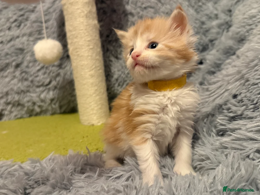 Maine Coon cats for sale: Maine coon kittens reds stunning pedigree’s  - Advert 36