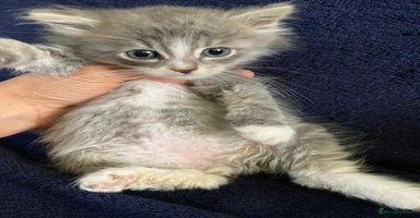Siberian cats - Advert 1