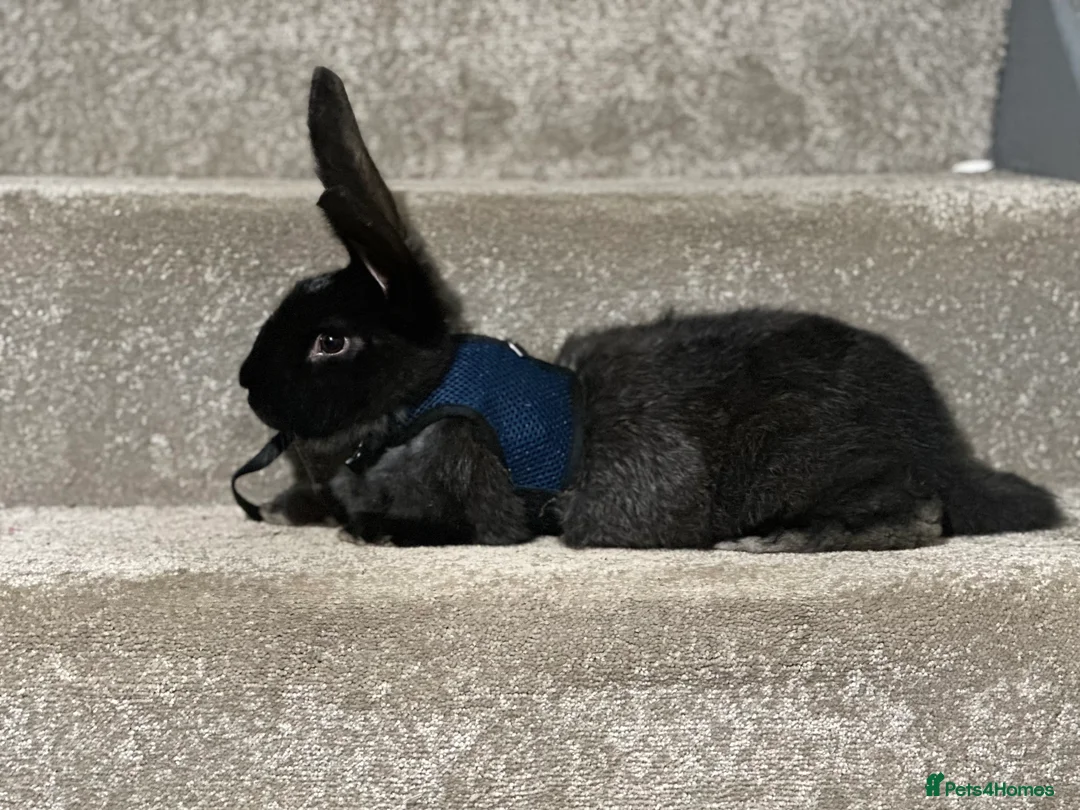 Continental Giant rabbits for sale: Continental giant kits  in Chester - Advert 5