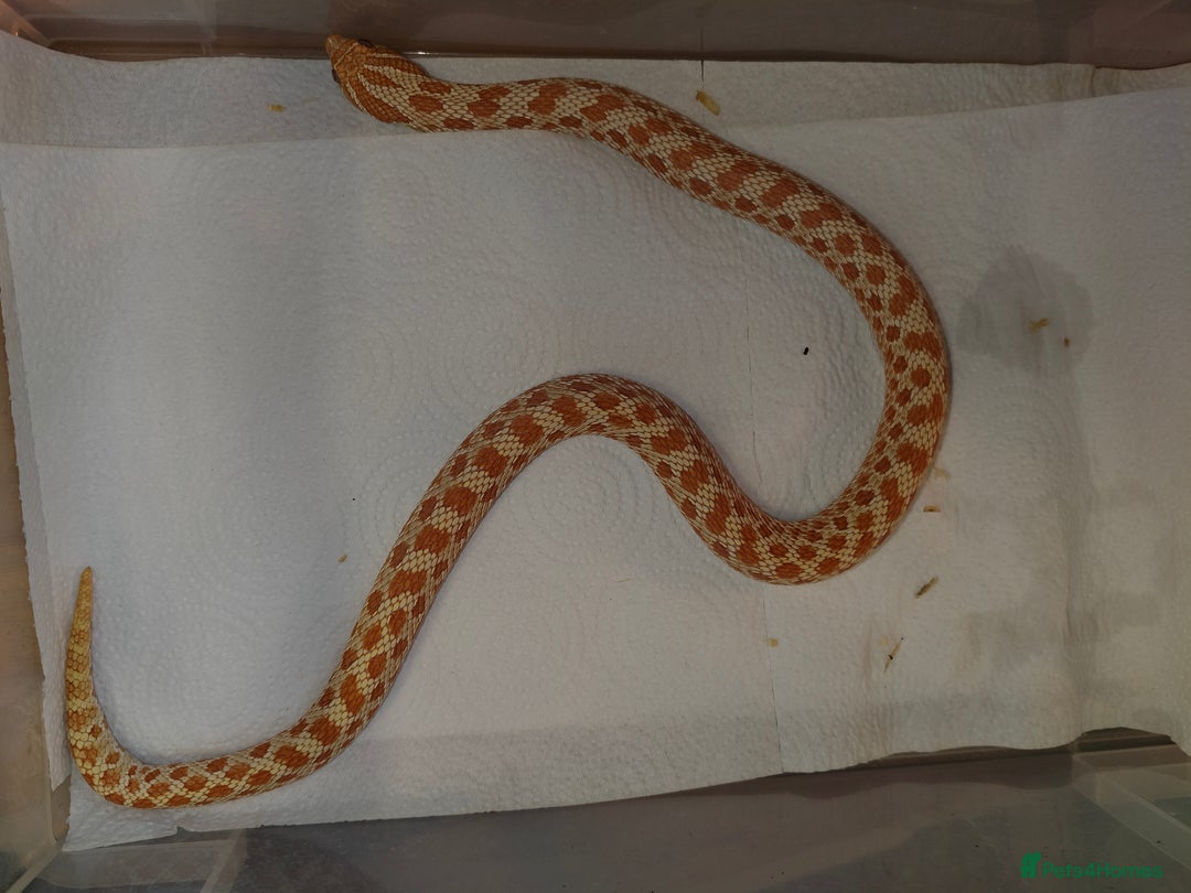 Snake reptiles for sale: Hognose Snake - Advert 5