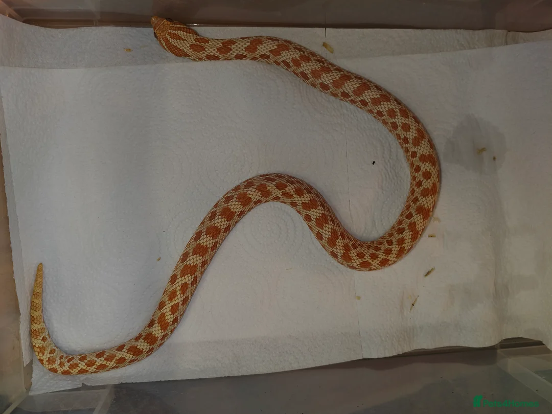 Snake reptiles for sale: Hognose Snake - Advert 5