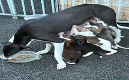 Lurcher dogs for sale: Lurcher puppies for sale - Image 7