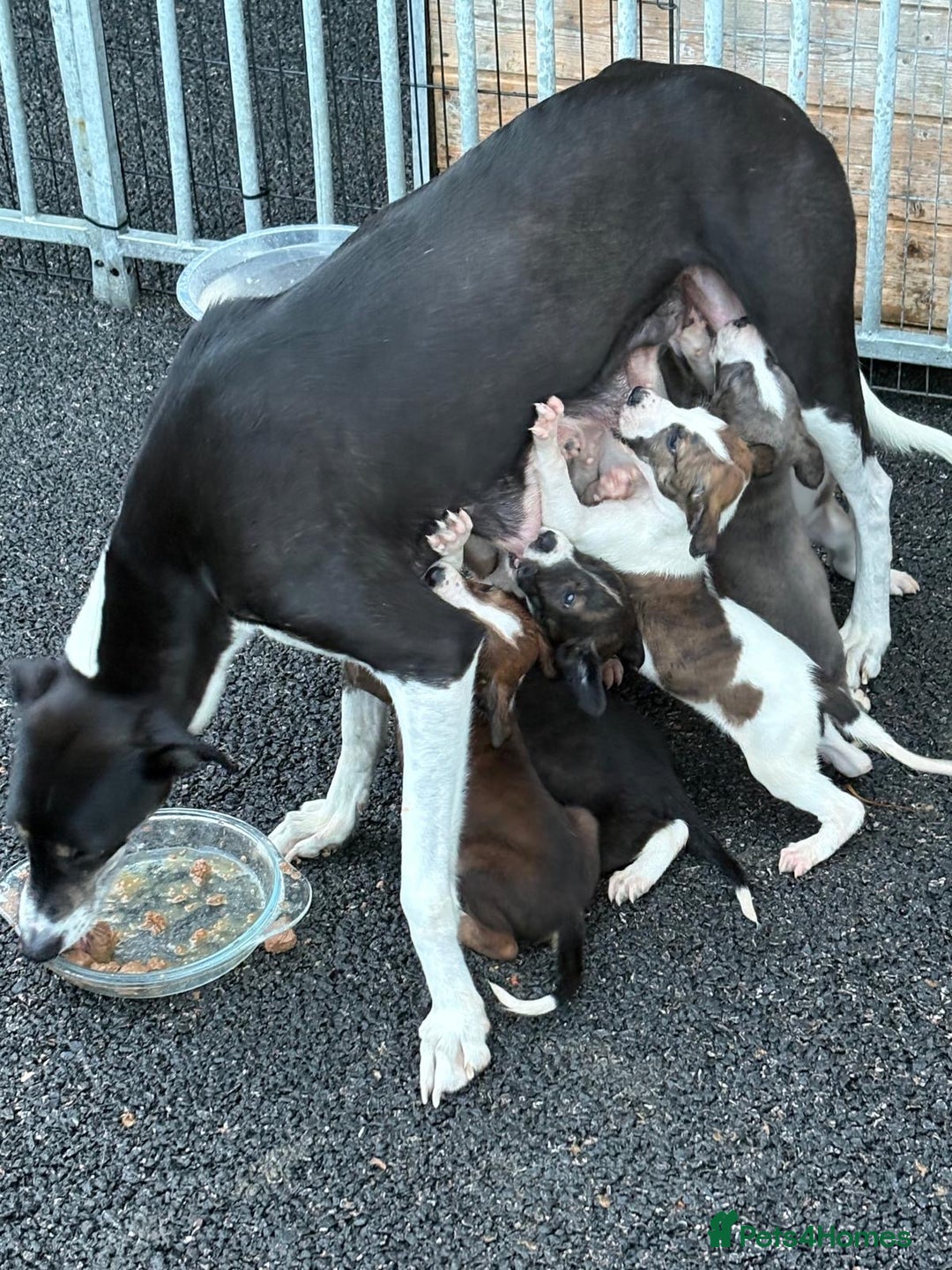 Lurcher dogs for sale: Lurcher puppies for sale - Image 7